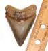 Lee Creek Chubutensis Tooth